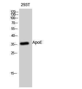 ApoE Rabbit Polyclonal Antibody