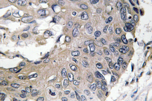 ApoE Rabbit Polyclonal Antibody