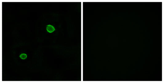 ApoL4 Rabbit Polyclonal Antibody