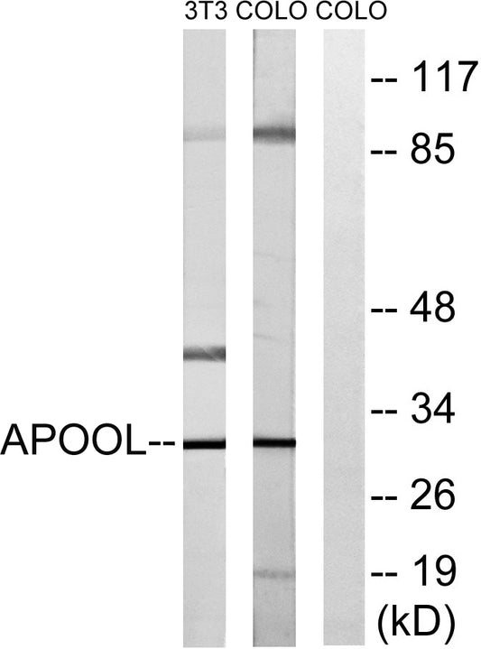 ApoOL Rabbit Polyclonal Antibody