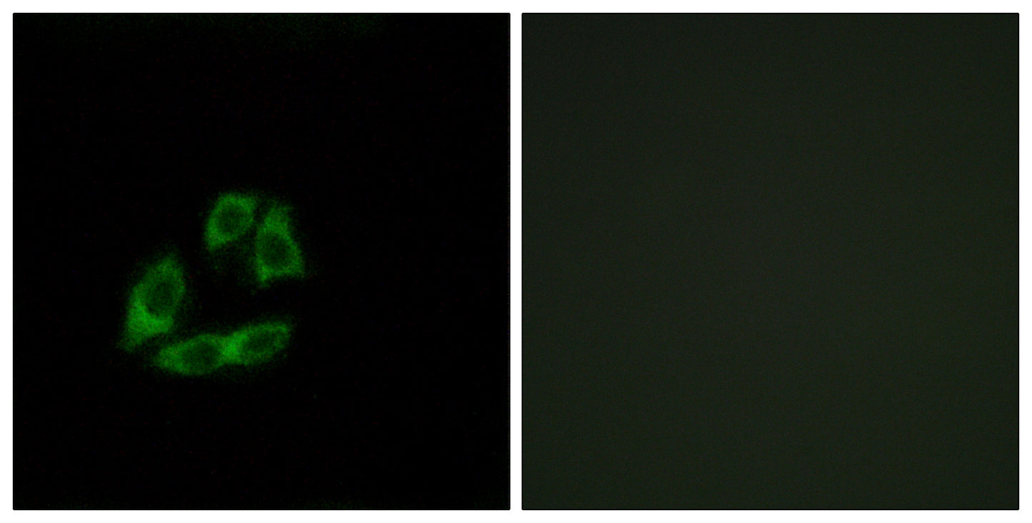 Arfaptin 1 Rabbit Polyclonal Antibody