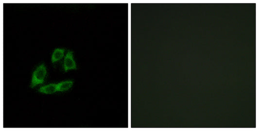 Arfaptin 1 Rabbit Polyclonal Antibody