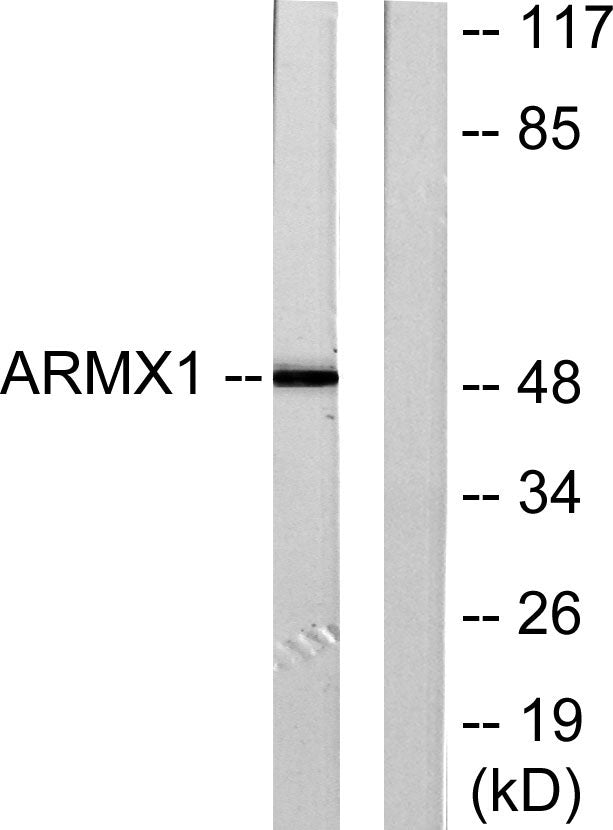 ARMCX1 Rabbit Polyclonal Antibody