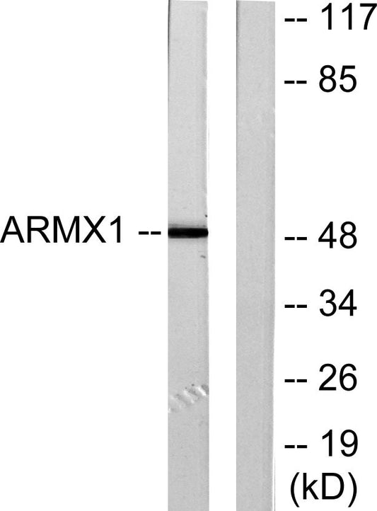 ARMCX1 Rabbit Polyclonal Antibody
