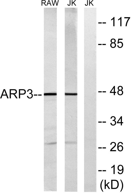 Arp3 Rabbit Polyclonal Antibody
