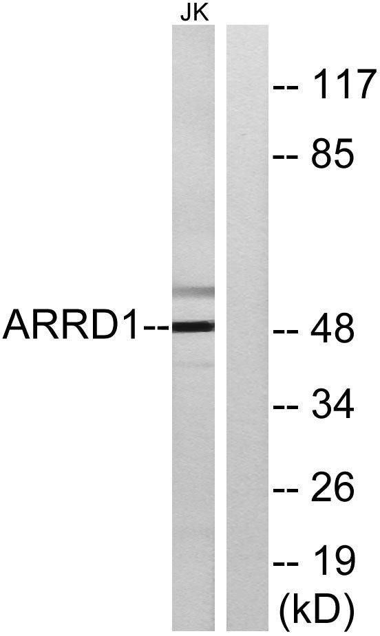 Arrdc1 Rabbit Polyclonal Antibody
