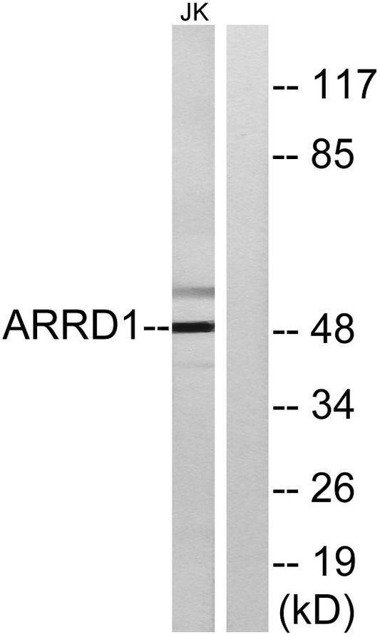 Arrdc1 Rabbit Polyclonal Antibody