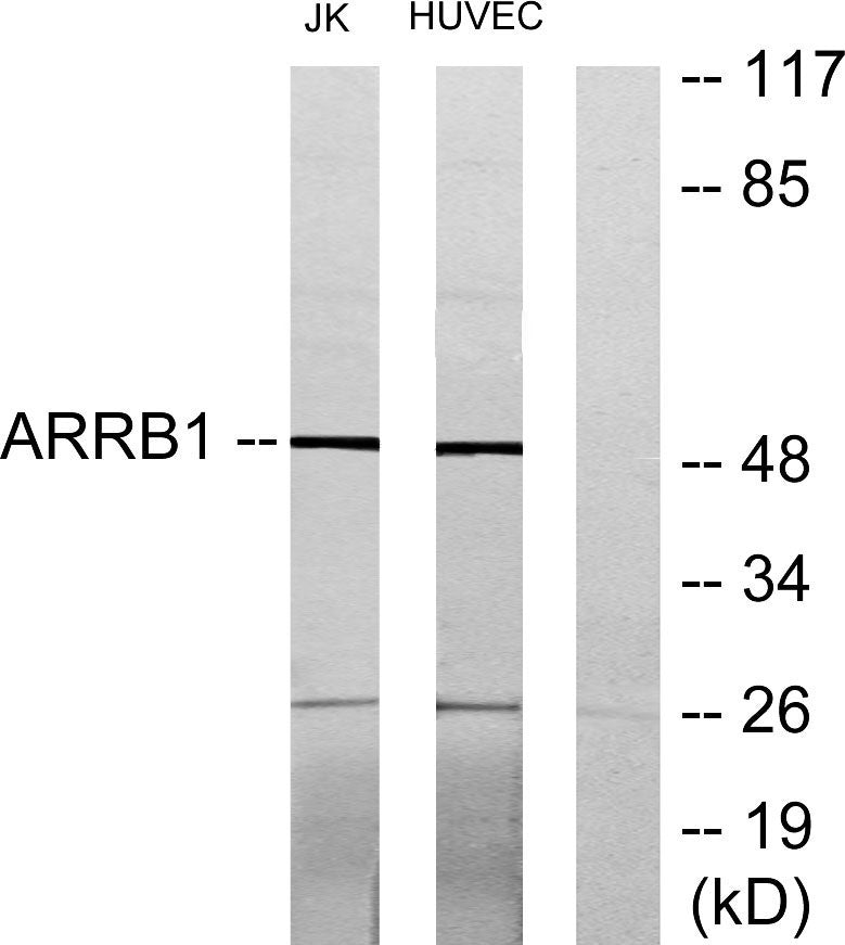 Arrestin-β-1 Rabbit Polyclonal Antibody
