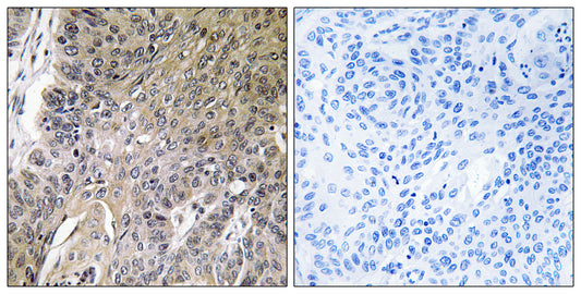 Arylsulfatase G Rabbit Polyclonal Antibody