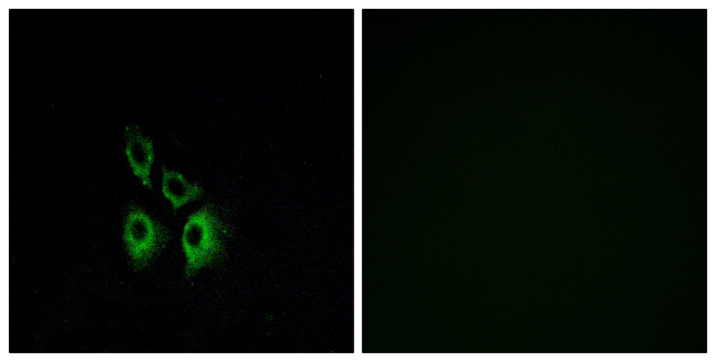 AR-α1A Rabbit Polyclonal Antibody