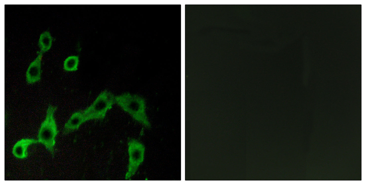 AR-α2A Rabbit Polyclonal Antibody