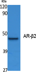 AR-β2 Rabbit Polyclonal Antibody