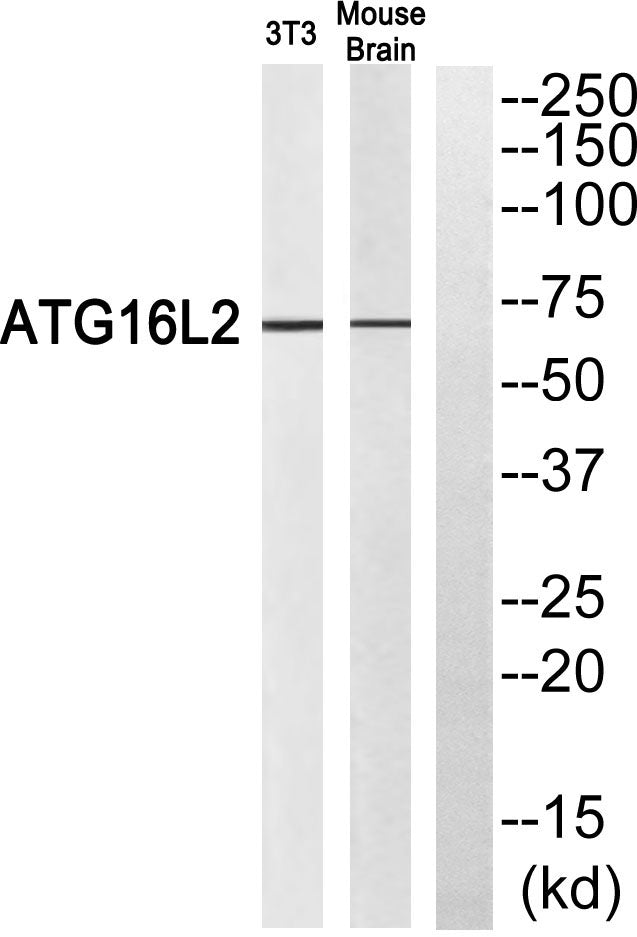 Atg16L2 Rabbit Polyclonal Antibody