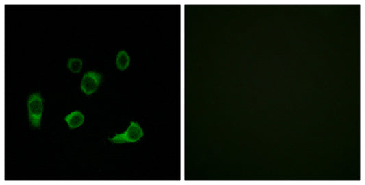 Atg4C Rabbit Polyclonal Antibody
