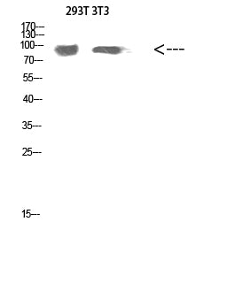 Atg9a Rabbit Polyclonal Antibody