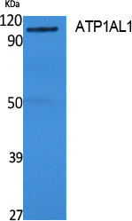 ATP1AL1 Rabbit Polyclonal Antibody