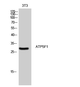 ATP5F1 Rabbit Polyclonal Antibody