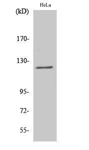 Atrophin-1 Rabbit Polyclonal Antibody
