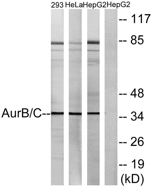 AurB/C Rabbit Polyclonal Antibody