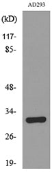 Bag-1 Rabbit Polyclonal Antibody