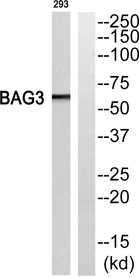 Bag-3 Rabbit Polyclonal Antibody