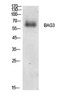Bag-3 Rabbit Polyclonal Antibody