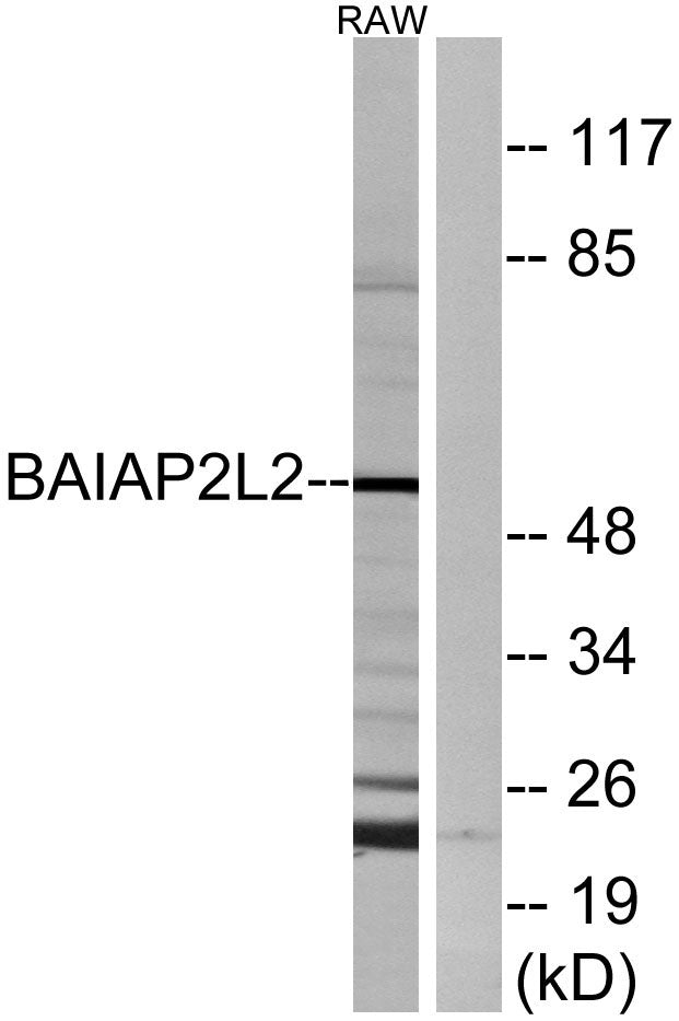 BAIAP2L2 Rabbit Polyclonal Antibody