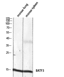 BATF3 Rabbit Polyclonal Antibody