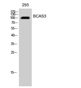 BCAS3 Rabbit Polyclonal Antibody