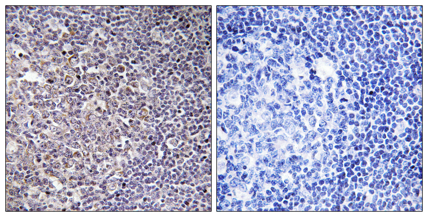 BCAS4 Rabbit Polyclonal Antibody