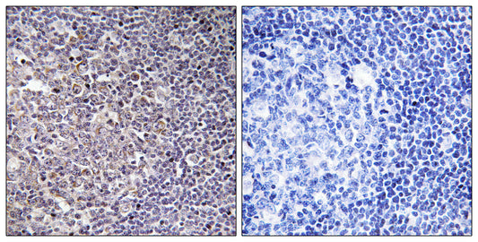 BCAS4 Rabbit Polyclonal Antibody