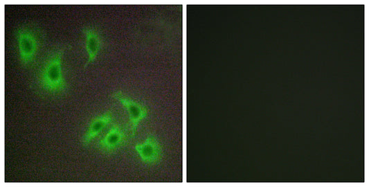 Bcl-w Rabbit Polyclonal Antibody