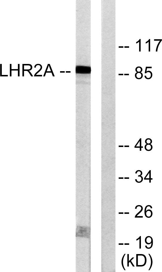 BCSC-1 Rabbit Polyclonal Antibody