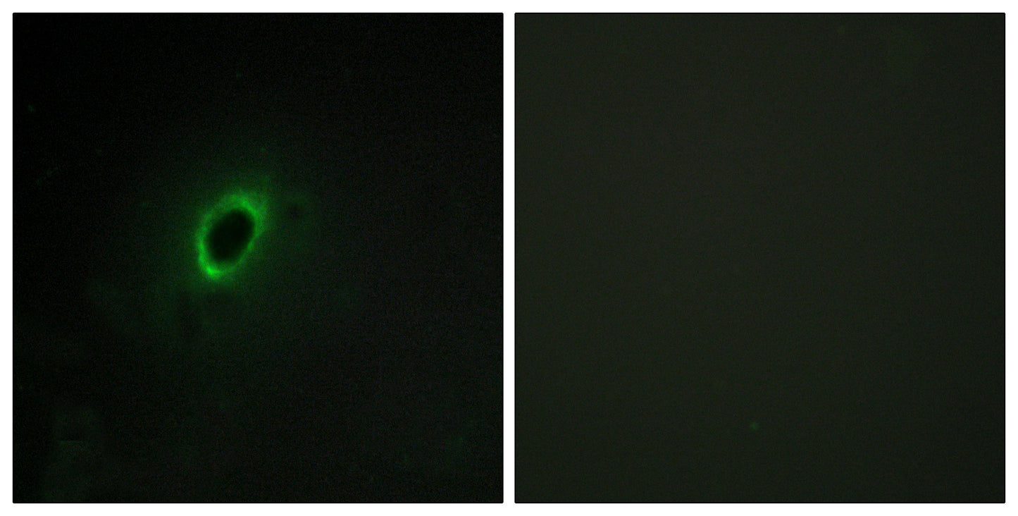 BEGAIN Rabbit Polyclonal Antibody