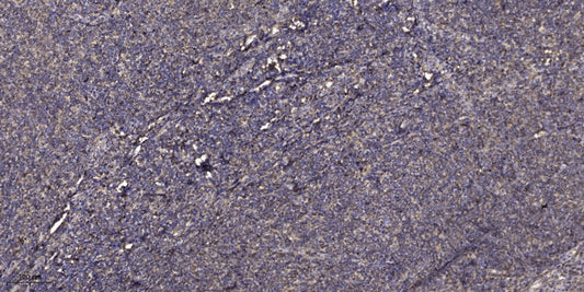 Beta-defensin 1  Rabbit Polyclonal Antibody