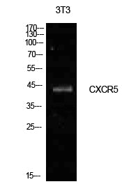 Blr1 Rabbit Polyclonal Antibody