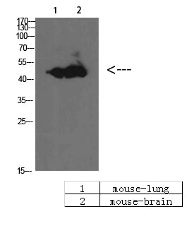 BMP-10 Rabbit Polyclonal Antibody