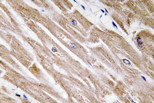 BMP-5 Rabbit Polyclonal Antibody