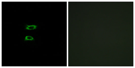 BMP-8A Rabbit Polyclonal Antibody