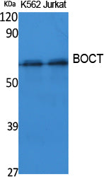 BOCT Rabbit Polyclonal Antibody