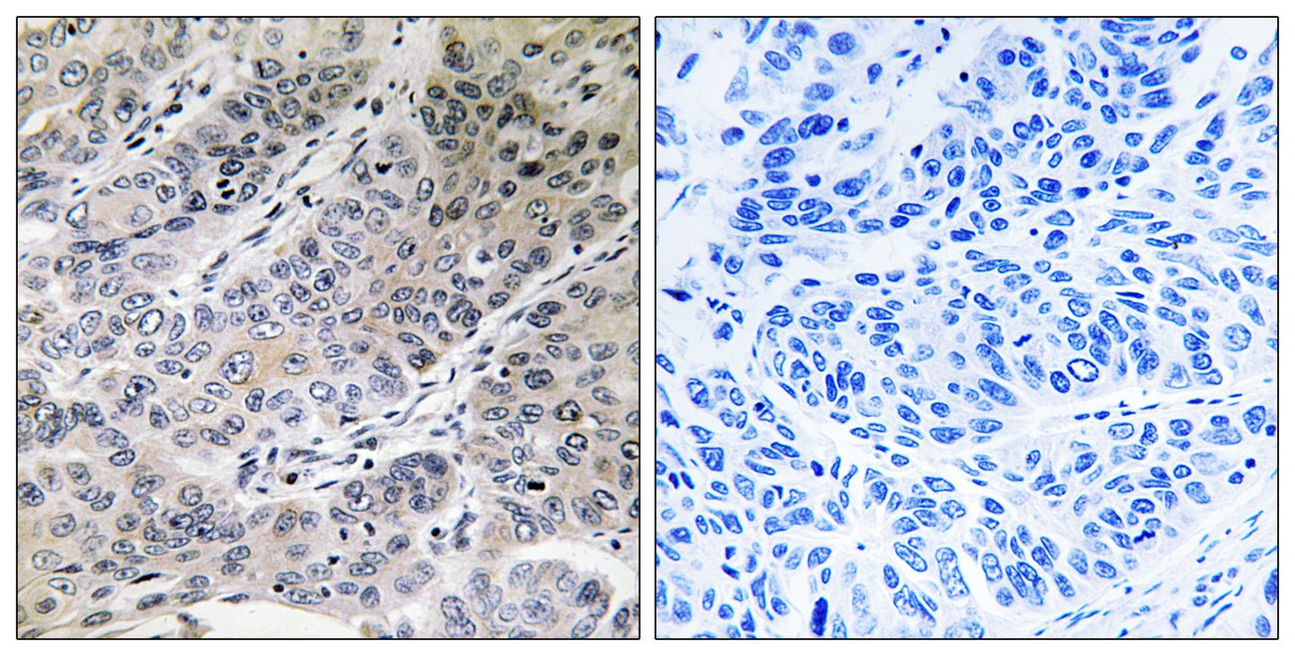 Brp44 Rabbit Polyclonal Antibody