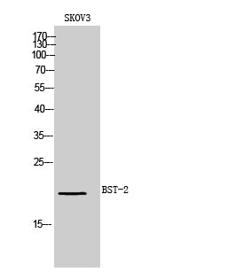 BST-2 Rabbit Polyclonal Antibody