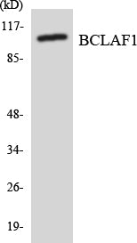 BTF Rabbit Polyclonal Antibody