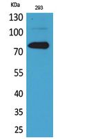 Btk Rabbit Polyclonal Antibody