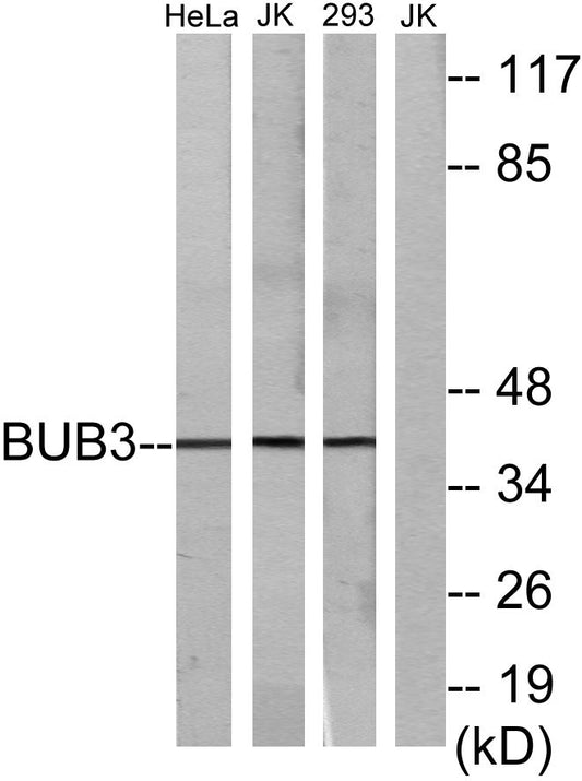 Bub3 Rabbit Polyclonal Antibody