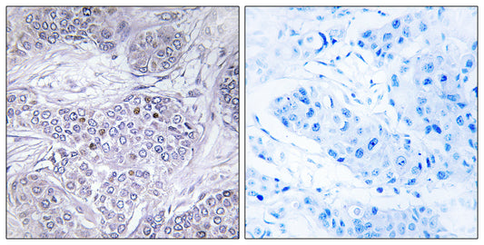 C/EBP γ Rabbit Polyclonal Antibody