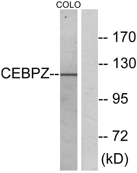 C/EBP ζ Rabbit Polyclonal Antibody