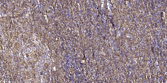 C16orf44 Rabbit Polyclonal Antibody