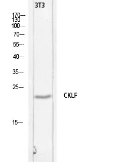 C32 Rabbit Polyclonal Antibody