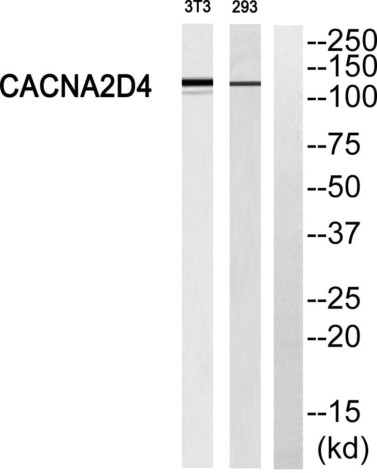 Cacna2d4 Rabbit Polyclonal Antibody